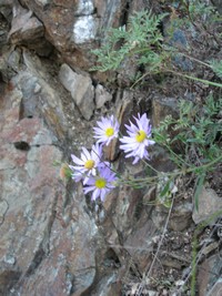 flowers_on_the_rock